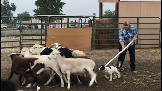 Phase One of Round Pen Training Introducing a Puppy to Livestock [upl. by Laeira]