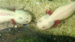 Axolotl Feeding Sharing a Worm [upl. by Lothar838]