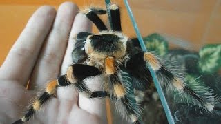 Big tarantula escapes terrarium squeezing 1 cm gap Brachypelma annitha Inferion7 [upl. by Manville]