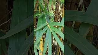 Bambusa vulgaris FamilyPoaceae known as bamboo ever green perennial flowering plant [upl. by Constantia254]