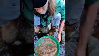 Running the over burden through the sluice box goldmining goldpanning goldprospecting [upl. by Ennairac563]