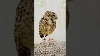 Burrowing Owl  Owl Calls and Sounds [upl. by Sylvester]