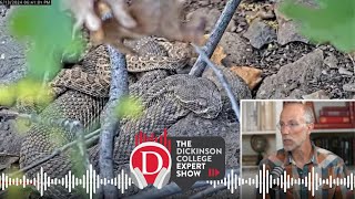 Expert Show The Behavior of Rattlesnakes [upl. by Nali]