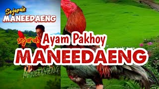 Sejarah Ayam Pakhoy Maneedaeng [upl. by Alfons]