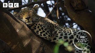 This leopardess has an INCREDIBLE hunting technique 🐆  Planet Earth III  BBC [upl. by Atteoj]