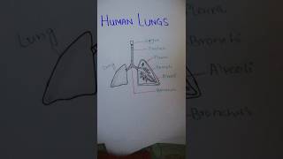 How to draw Human Lungs short youtube shorts [upl. by Nivrae]