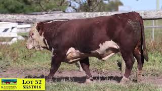 Lot 52 SKST016 Karoonda Herefords 2024 [upl. by Harleigh]