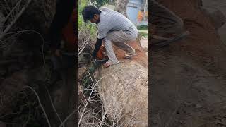 Husqvarna Chainsaw VS Big Wood chainsaw husqvarna shorts 1368 [upl. by Noellyn676]