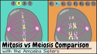 Mitosis vs Meiosis Side by Side Comparison [upl. by Jacintha686]