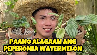 【ENG SUB】PEPEROMIA ARGYREIA WATERMELON COMPLETE CARE TIPS AND PROPAGATION [upl. by Nahn]