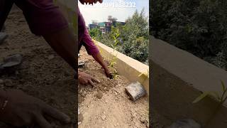 Curtain creeper plant Plantation at Terrece  shorts viralvideo garden plants creeper [upl. by Eldwun]