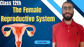 The Female Reproductive System  Human Reproduction NEET Biology [upl. by Trisha]