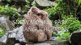 Snow Monkey Park in Yamanouchi Japan May 2023 [upl. by Amej]