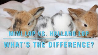 Mini Lop Vs Holland Lop  How to tell them apart [upl. by Esirahs]