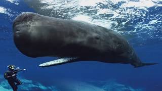 Sperm Whales Clicking You Inside Out — James Nestor at The Interval [upl. by Ynahirb]