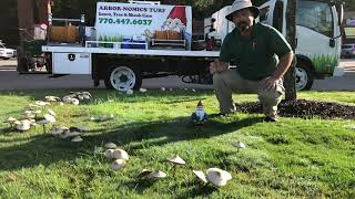 How to Identify and Treat Fairy Ring [upl. by Dulcinea]