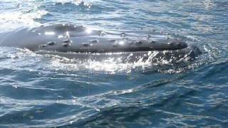 Humpback whales off Bay Bulls Newfoundland Canada [upl. by Eustacia507]