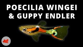 Poecilia wingei amp Guppy endler ✔ [upl. by Rasecoiluj]