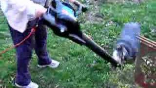 Cali the Cattledog herds the leaf blower [upl. by Itra]