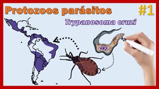 1 Protozoos parásitos Trypanosoma cruzi [upl. by Ennayelsel]