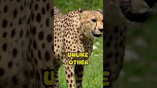 Cheetahs Nature’s Speed Kings  Fascinating Facts About the Fastest Animal [upl. by Maible]