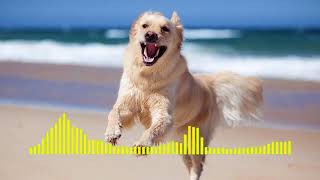 Dog Barking  Ringtone short [upl. by Eirrol]