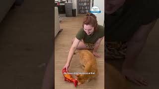 This flopping fish toy keeps cat entertained for so long [upl. by Ninahs868]