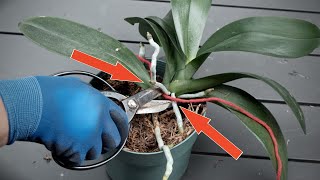 What Happens If You Cut Your Orchid In Half Division Update [upl. by Stig]