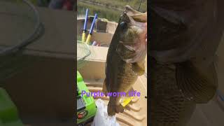 Purple worm bass bait fish fishing lews gulp worms lake fun catchamprelease [upl. by Colwin]