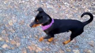 Deutscher Pinscher Buddy 6 Monate Walderlebnispfad im Guttenberger Forst Teil 3 [upl. by Yruok]