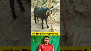 बकरे का सिंग पेड़ में बुरी तरह फस गया हैं 😭🤔 shorts goat goatshorts shortvideo viralvideo [upl. by Hennessy]