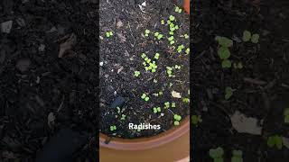 Radishes growing in a container  organicgardening containergardening [upl. by Tressa]