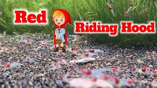 Breeding Shrimp For Profit  Red Riding Hood Shrimp [upl. by Hairem953]