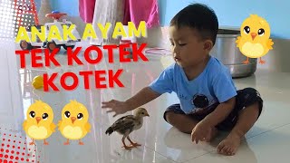 Anak Ayam Turun Berkotek ll Lagu Anak Indonesia [upl. by Haskell]