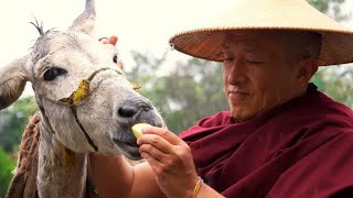 A Buddhist short film based on a story by Dzongsar Jamyang Khyentse Rinpoche [upl. by Juliane563]