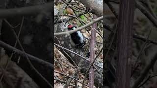 Hairy Woodpecker   or is it a Downy Woodpecker [upl. by Ilzel]