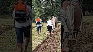 Traditional Horse Ploughing at the Royal Forest Agricultural Association Match 11th September 2024 [upl. by Marybelle370]