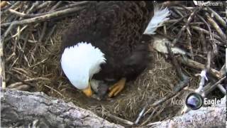 20130316Alcoa Davenport Eagles Iowa first hatched [upl. by Briney]