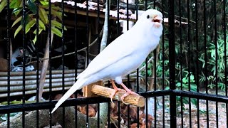 Waterslager Canary Singing Training [upl. by Ardith]