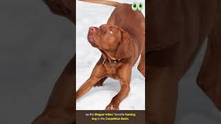 Vizsla Dog Breed Guide  petmoo  shorts [upl. by Kloman]