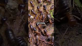 Fascinating Termite Facts You May Know [upl. by Yerok]