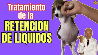 🏀 RETENCION DE LIQUIDOS O ASCITIS EN PERROS CAUSAS SINTOMAS Y TRATAMIENTO 🏀 [upl. by Anaj]