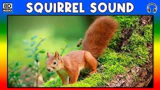 🐿 SQUIRREL SOUND  SQUIRREL SOUND EFFECT  SOUND OF SQUIRREL  NOISE OF SQUIRREL [upl. by Cristobal]