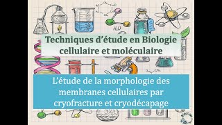 Fiches techniques Etude de la morphologie des membranes cellulaires par cryofracture [upl. by Marijo94]