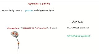 Asparagine Synthesis [upl. by Nottage773]