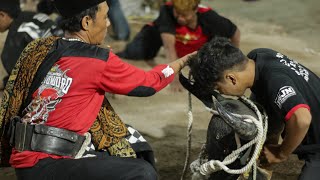 Banteng Mberot MAHESO KUMBORO Live Terongdowo gempol Pasuruan [upl. by Virgel155]