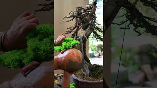 If a bonsai dies this is also a good way to handle it [upl. by Noicpesnoc]