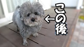 愛犬を見た事もないカットにしたらパパが文句を言うので嫌ですｗ [upl. by Ireva]