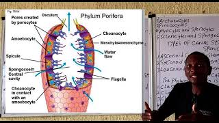 Phylum Porifera [upl. by Ejrog898]