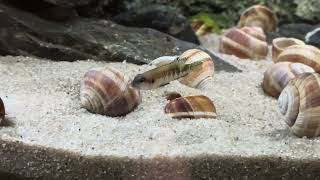 Stand vom 4 8 2024 220l Tanganjika AQ mit Lamprologus speciosus und Julidochromis transcriptus kissi [upl. by Lissner]